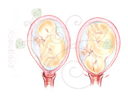 uterus3